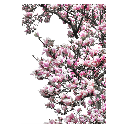 natur plakat med et lyserødt magnolietræ