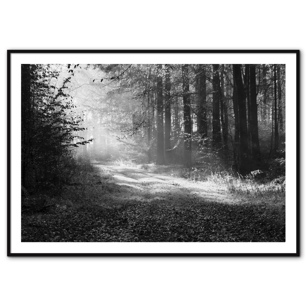natur plakat i sort hvid med solstrejf på en skovsti