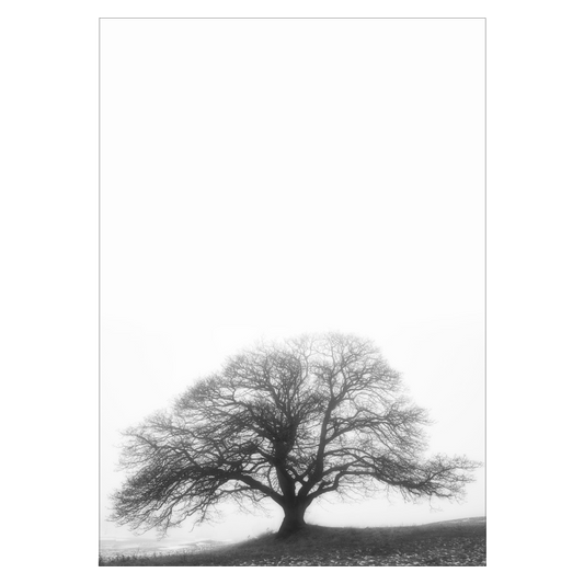sort hvid plakat med et gammelt egetræ uden blade