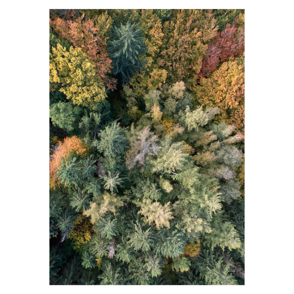 naturbillede af efterårsskov taget fra drone