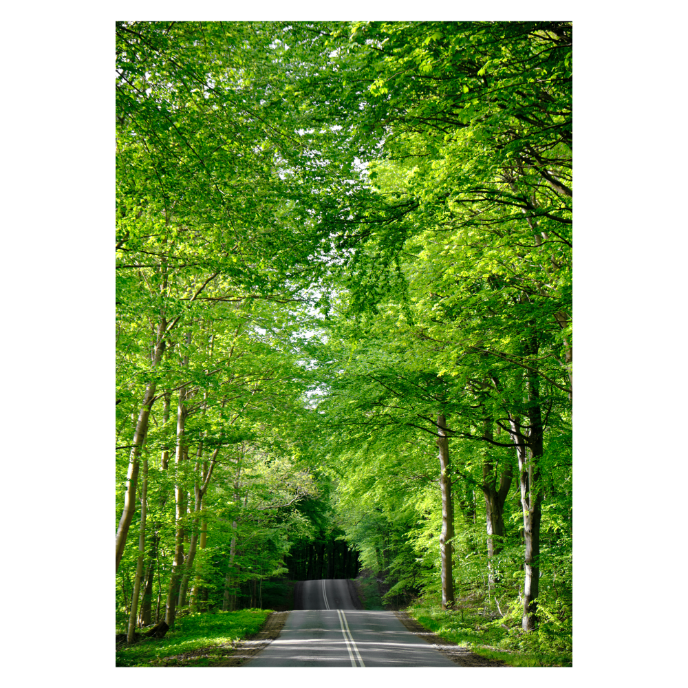 plakat med en vej overdækket af grønne bøgeblade
