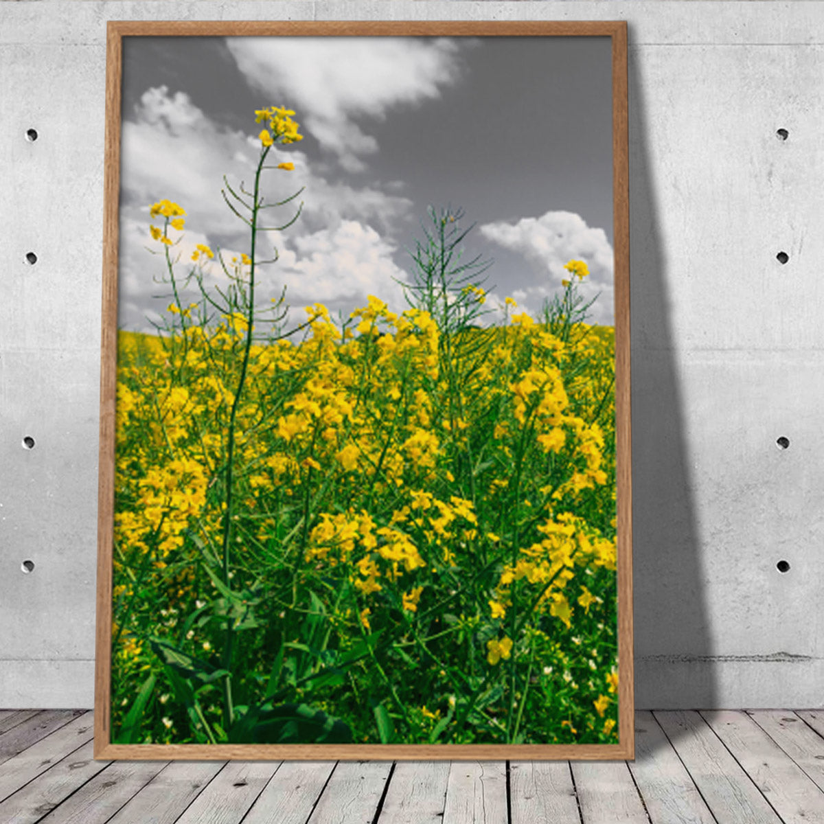 naturplakat med gul rapsmark i fuld flor