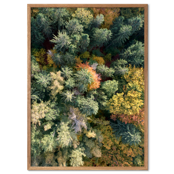 dronefoto af gule og grønne trætoppe i en skov