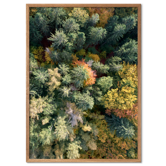 dronefoto af gule og grønne trætoppe i en skov