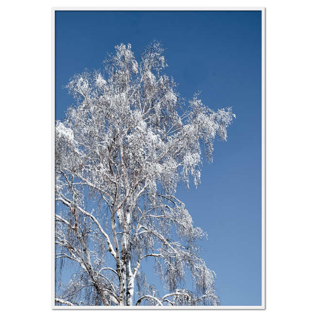naturplakat med vinterbillede af et snedækket birketræ
