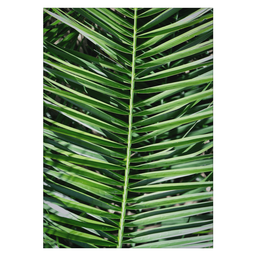 Palm Leaves in The Sun