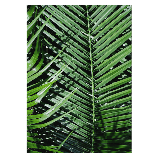 palmeblad med skygger