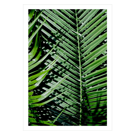 Palmeblade og skygger