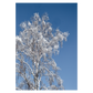 plakat med et hvidt snedækket birketræ mod en blå himmel