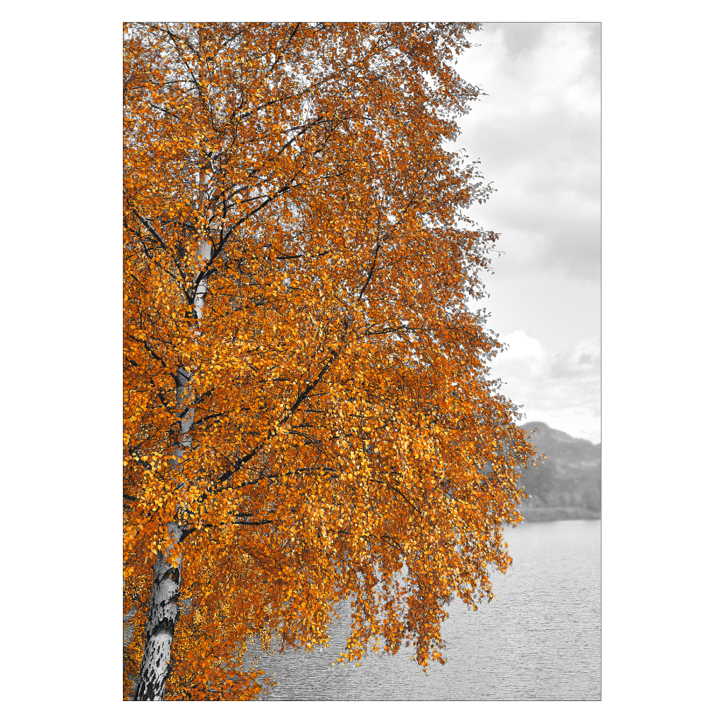 natur plakat med et birketræ med gule blade i efteråret