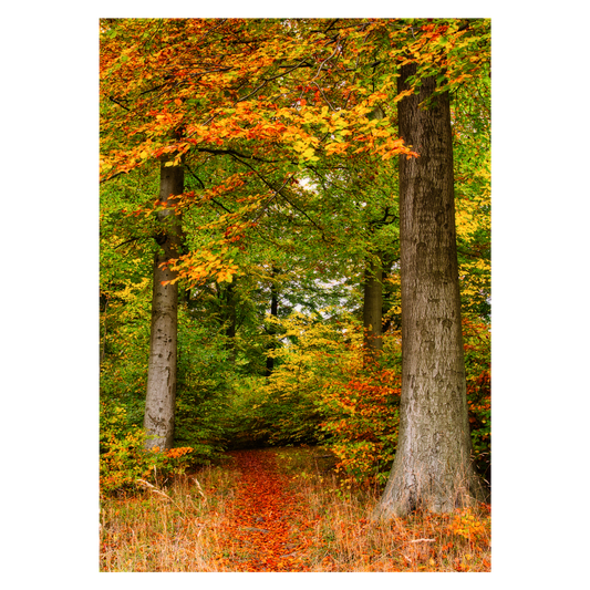 plakat med naturmotiv af en skovsti i efterårsfarver