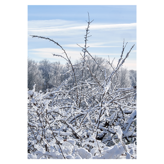 plakat med et vinterbillede af sneklædte buske