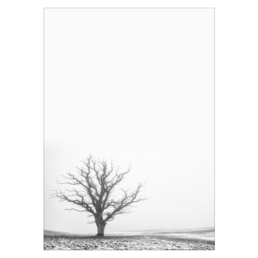 sort-hvid plakat med et træ i diset vejr uden blade
