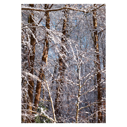 plakat med snedækkede træstammer
