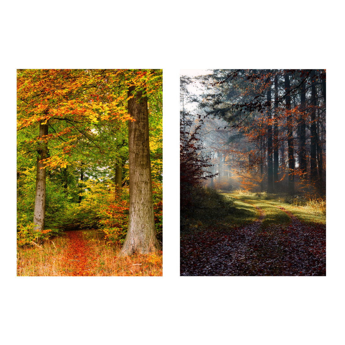 Poster set : Autumn forests