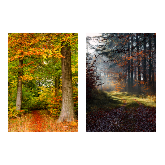 Poster set : Autumn forests