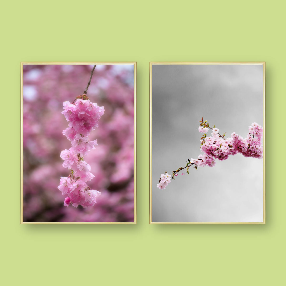 plakatsæt med to blomsterbilleder af lyserøde kirsebærblomster