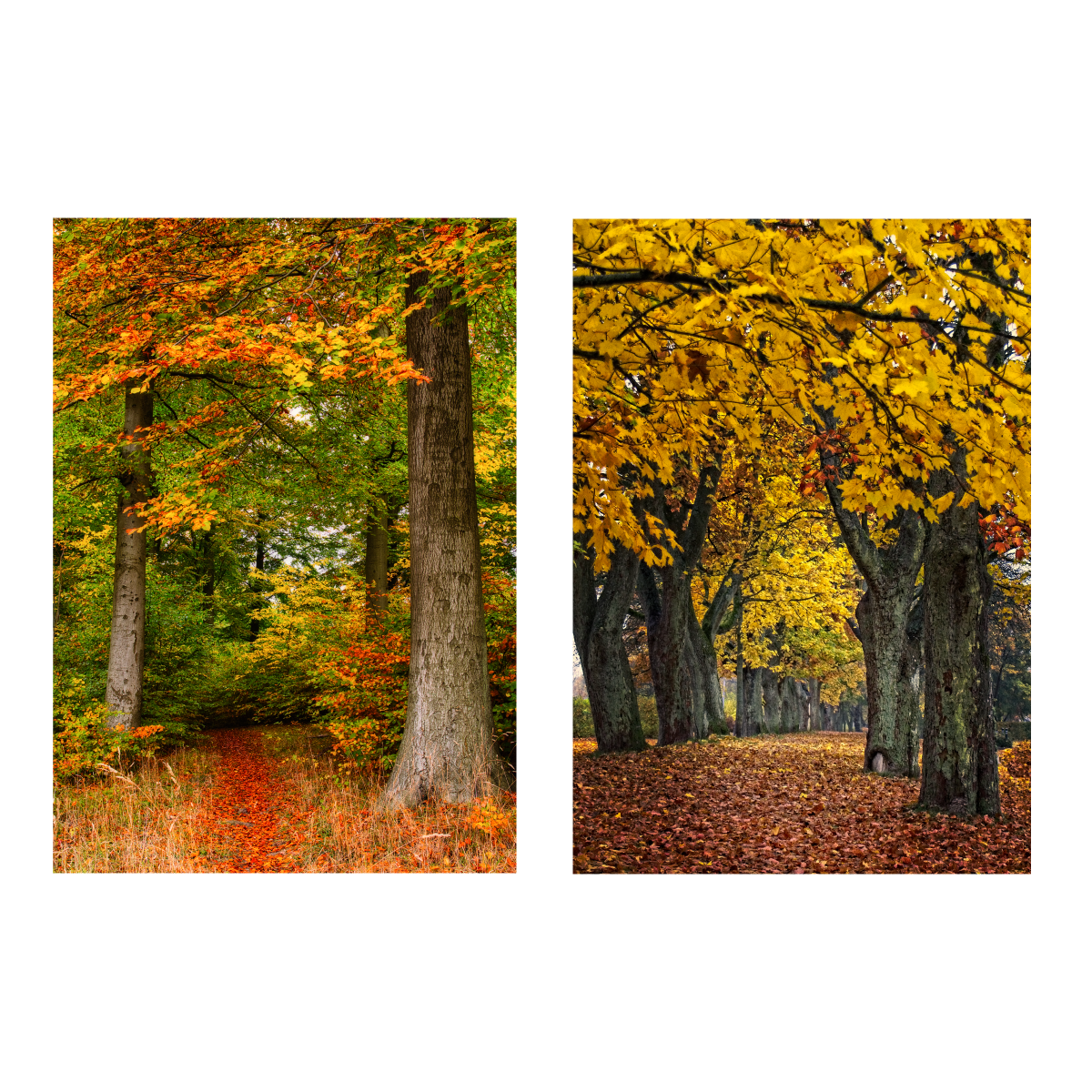 Poster set : Autumn Mood