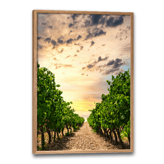 plakat med billede af vinmarker i provence