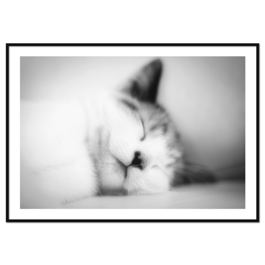 sort-hvid billede med killing der sover