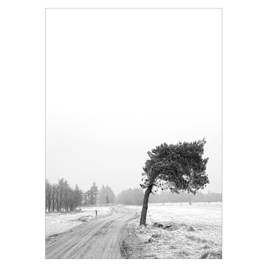 sort-hvid naturplakat med et lille vindblæst fyrretræ