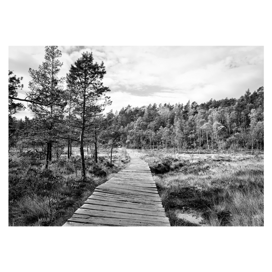 sort-hvid naturplakat med en træbro over et moselandskab