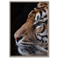 tiger plakat med close up portræt af et tigerhoved