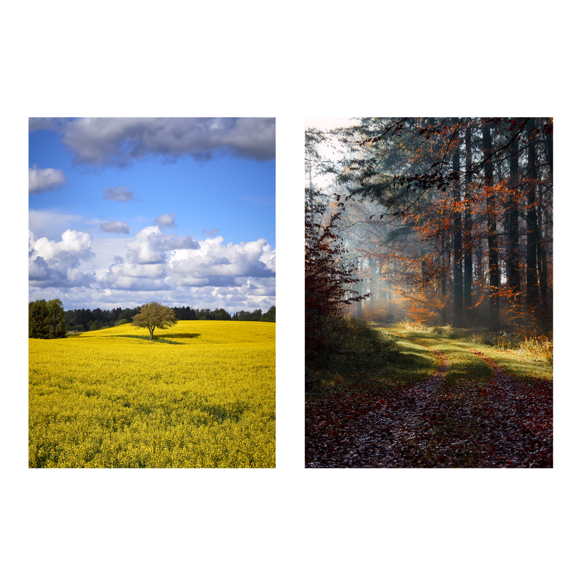 to Danmark plakater med forår og efterår