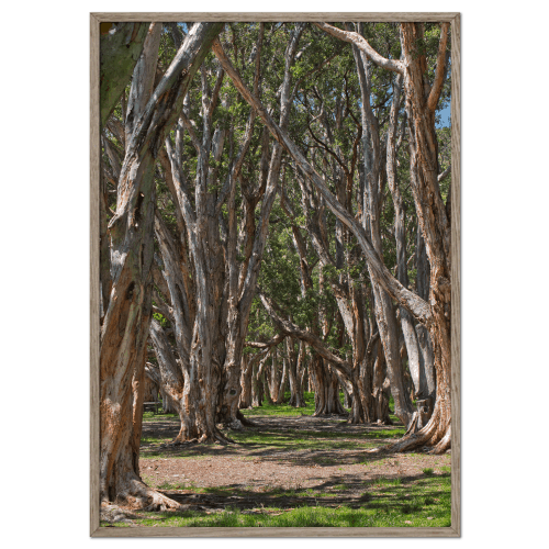 Träd i Centennial Park