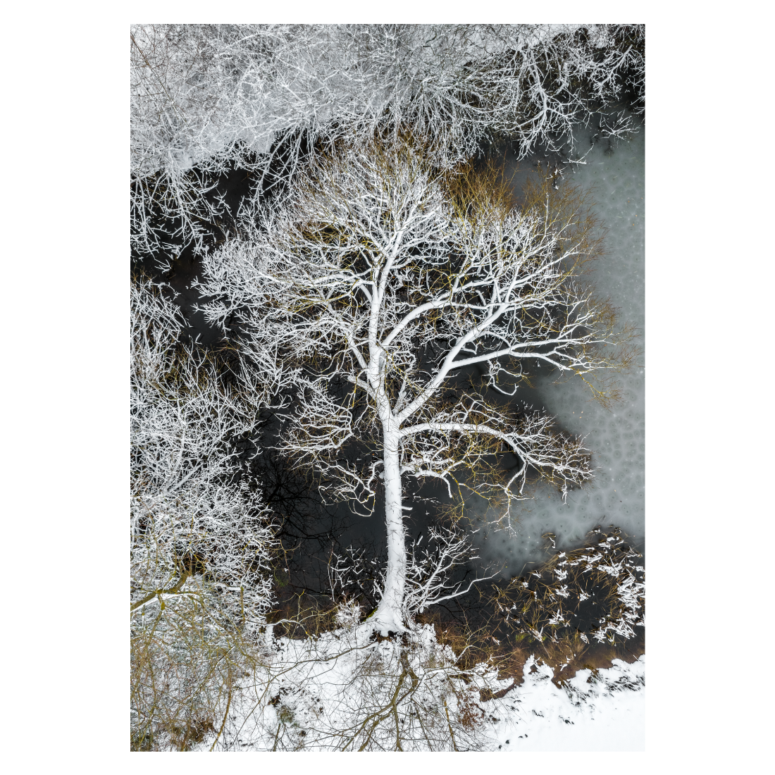 vinterplakat med et væltet snehvidt træ