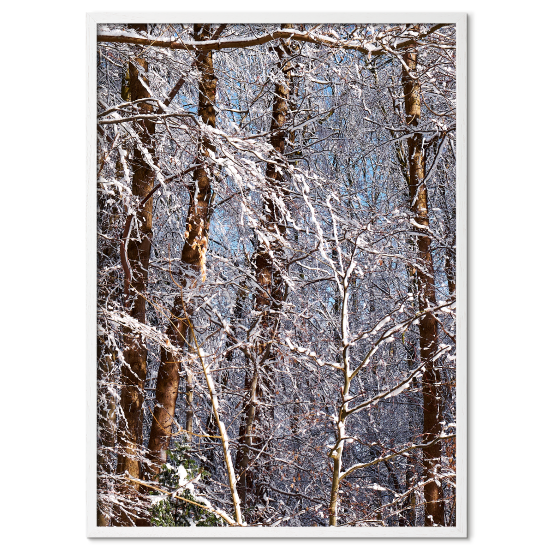 plakat med træer og buske klædt i sne