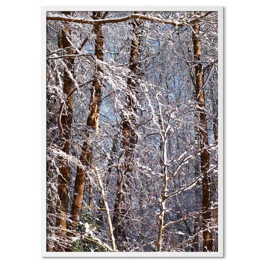 plakat med træer og buske klædt i sne